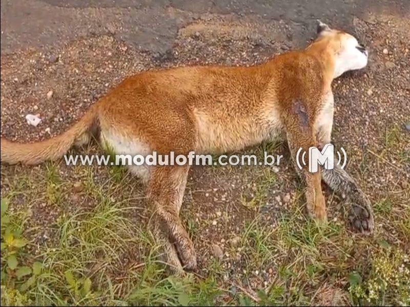 Veja o vídeo: Onça-parda morre após ser atropelada na MGC-462 em Patrocínio