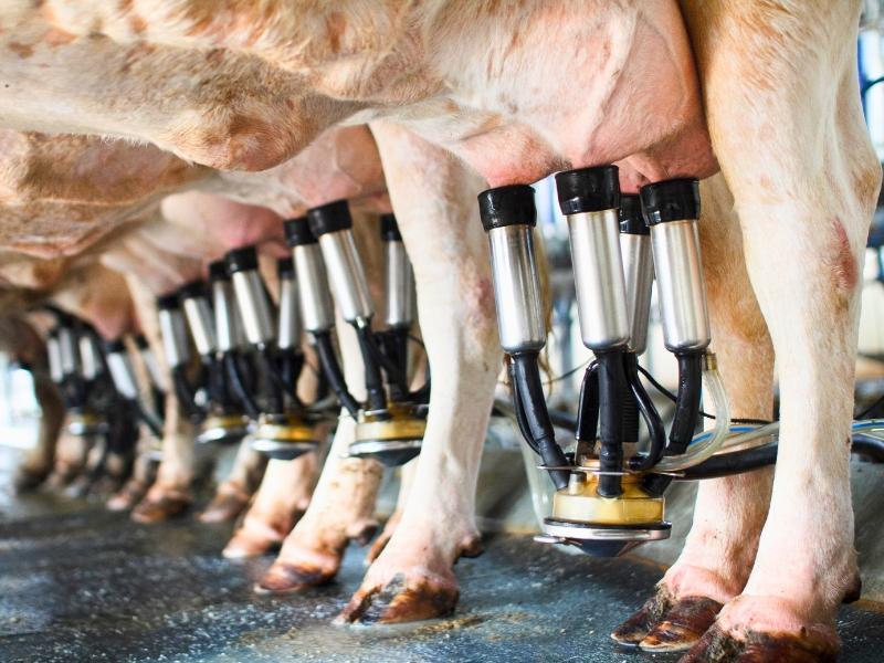 Arrecadação da Campanha do Leite em prol do HC Patrocínio passa dos R$ 164 mil em 2024