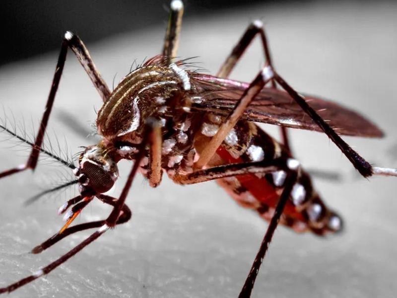 Boletim do Governo do Estado informa uma morte por dengue em Patrocínio, mas transmissão está em declínio