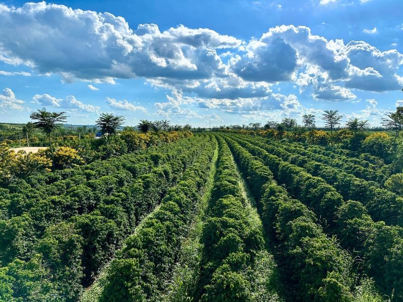 Cerrado mineiro comemora Dia Nacional do Café com foco na origem controlada e consumo interno