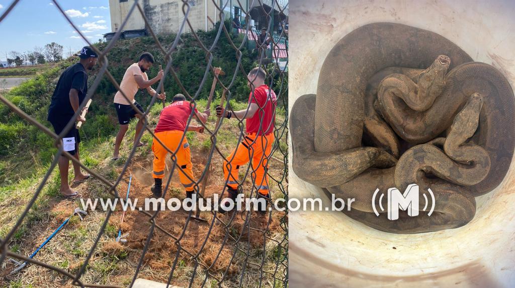 Susto: Jogadores do Mamoré encontram três cobras em estádio...