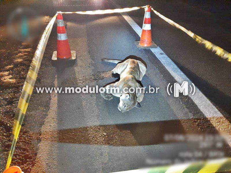 Onça morre em colisão com caminhão na BR-365 em Celso Bueno