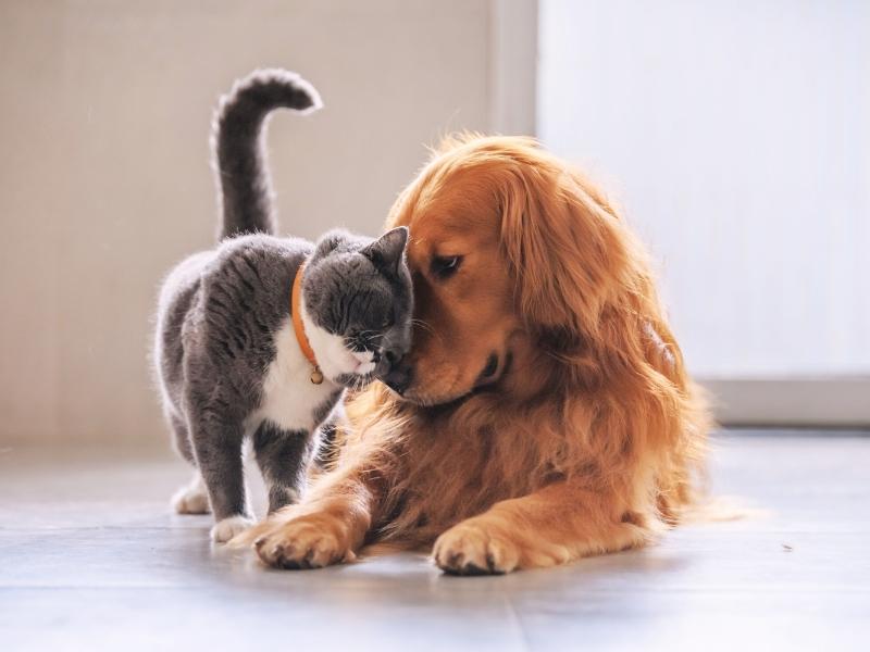 Mutirão de castração gratuita para cães e gatos será realizado pela ADA em Patrocínio