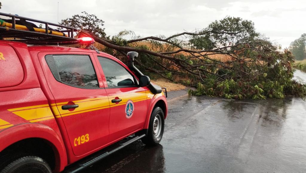 Árvore cai e interdita parcialmente a MG-230 após forte chuva em Patrocínio