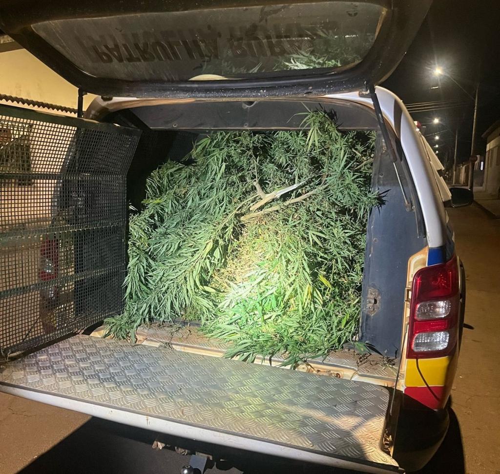 Polícia Militar apreende drogas e pés de maconha após fuga de suspeito em Guimarânia