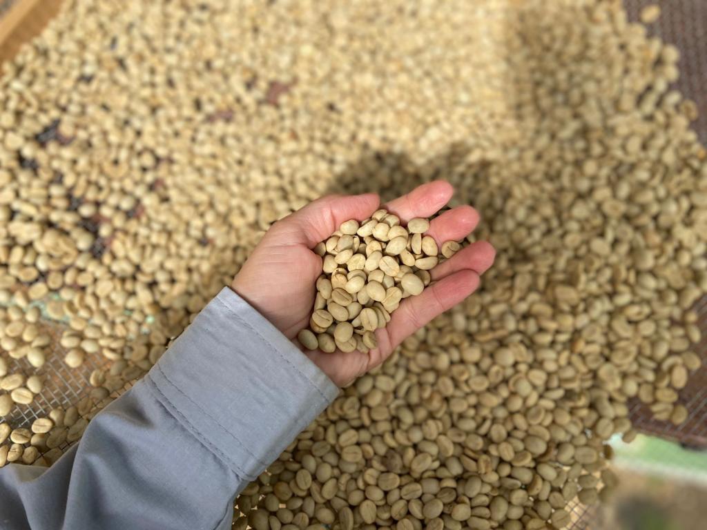 Epamig inicia venda de sementes para plantio de mudas de café; um dos campos é o de Patrocínio