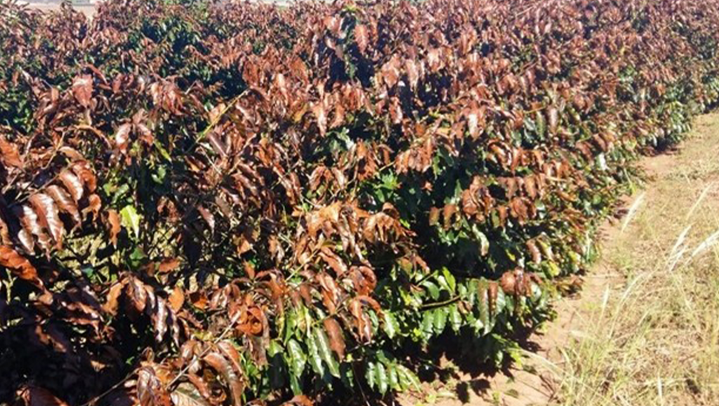 Geadas no Cerrado Mineiro podem comprometer mais de 400 mil sacas de café, aponta levantamento preliminar da Expocacer