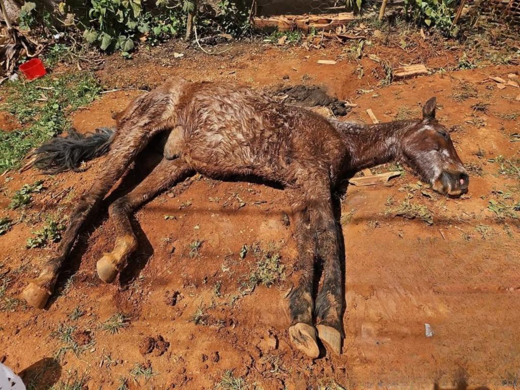 Cavalo bastante debilitado é resgatado por bombeiros e equipe da Prefeitura