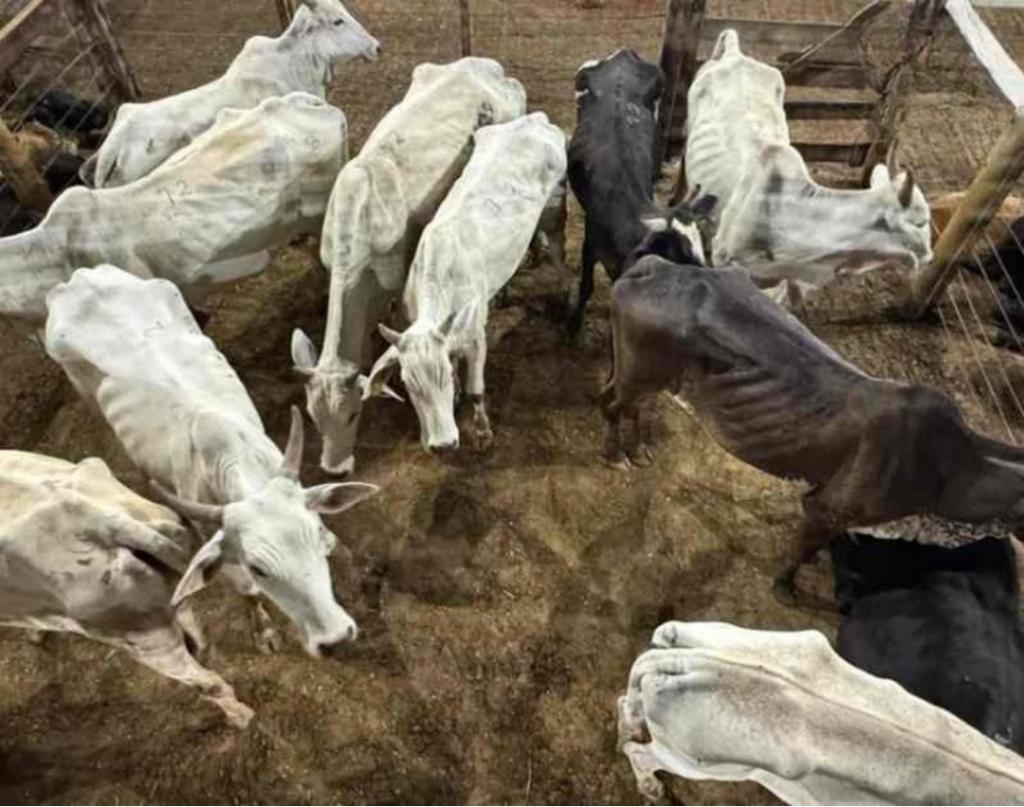 Gado furtado é encontrado em leilão de Patos de Minas e surpreende compradores