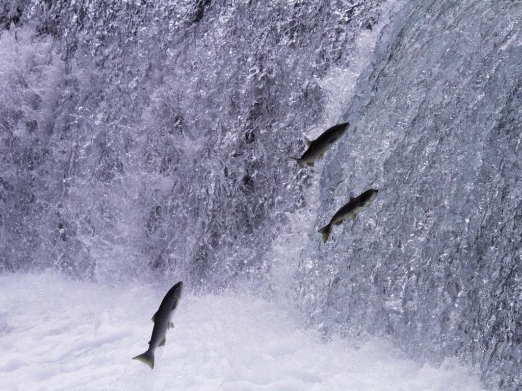 Piracema começa hoje em Minas e proíbe pesca de peixes nativos até fevereiro de 2026