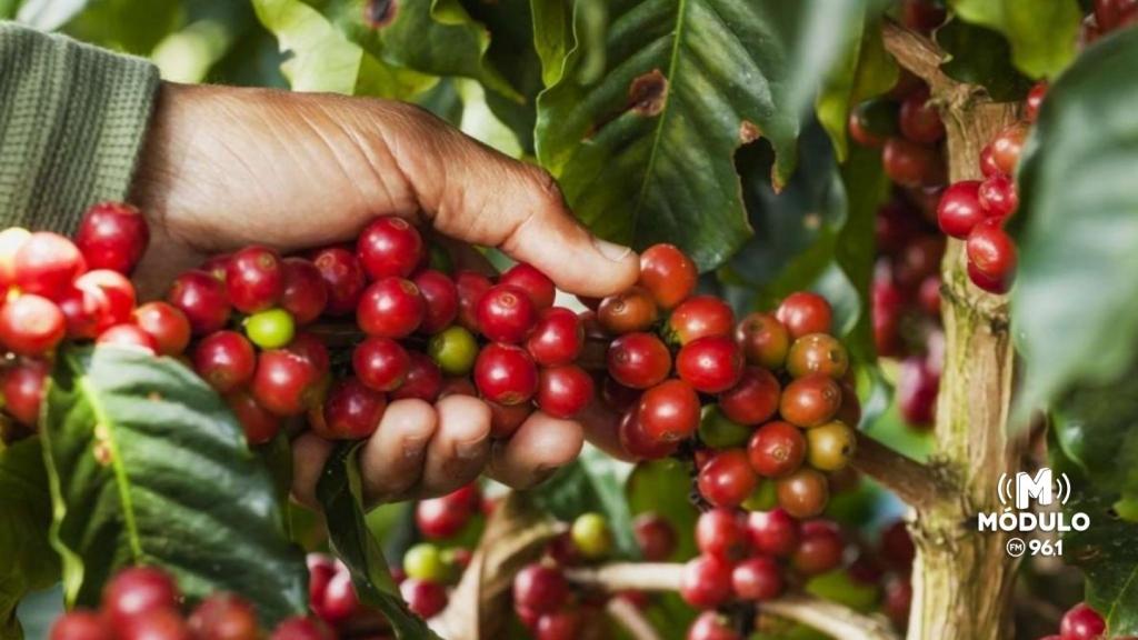 Safra de café 2026 começa em Patrocínio e região;...