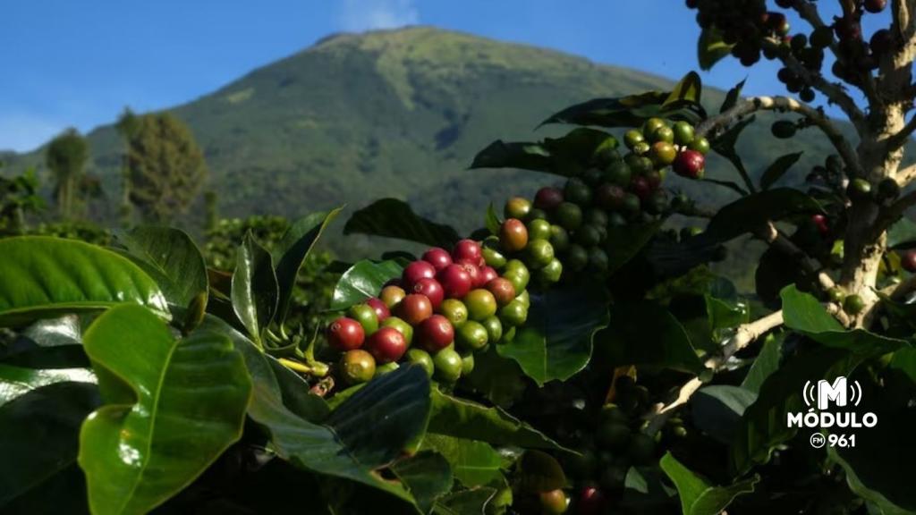 Super El Niño: fenômeno climático entra no radar do agronegócio e pode afetar produtividade local de café